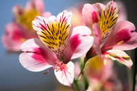 -Flowers USA