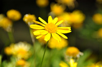 Flower Assortment