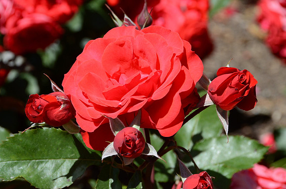 Flowers