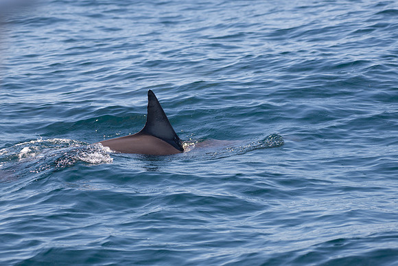 2017-10 Whales in Port Stephens