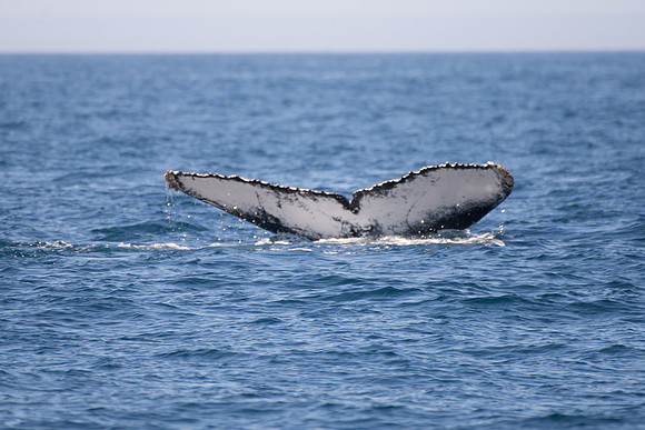 2017-10 Whales in Port Stephens