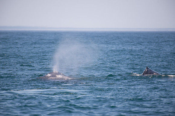 2017-10 Whales in Port Stephens