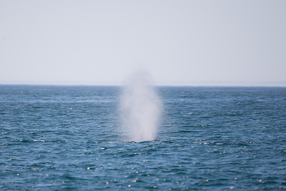 2017-10 Whales in Port Stephens