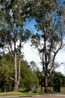 2020-08-09 The Girls Walk, Cooranbong NSW