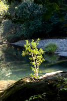 2020-08-26 Never Never River, Promised Land, Bellingen NSW