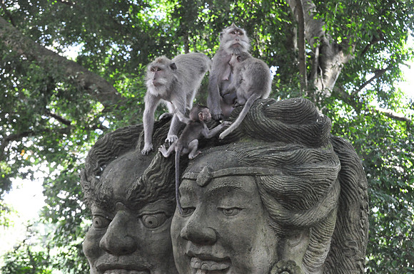 2010 Ubud Monkey Forest
