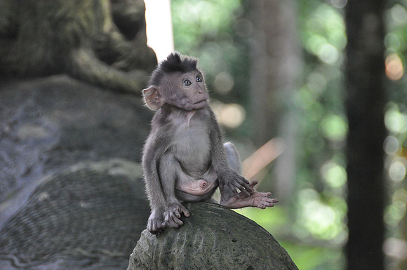 2010 Ubud Monkey Forest