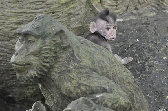 2010 Ubud Monkey Forest