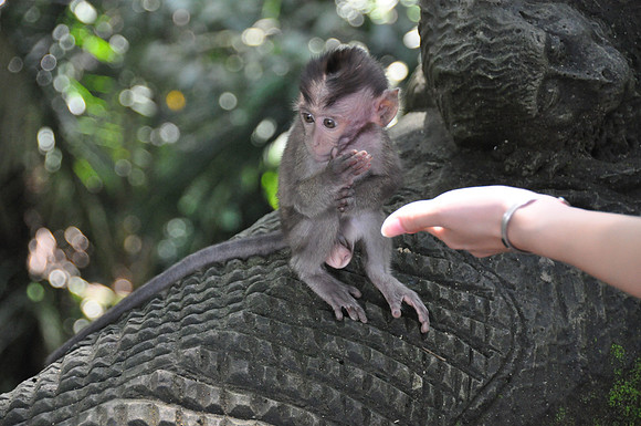 2010 Ubud Monkey Forest