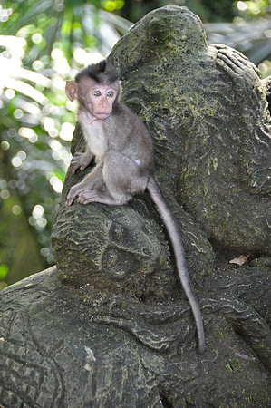 2010 Ubud Monkey Forest
