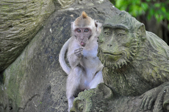 2010 Ubud Monkey Forest