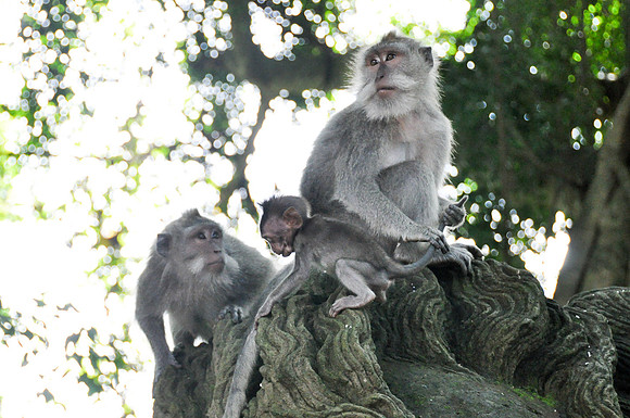 2010 Ubud Monkey Forest