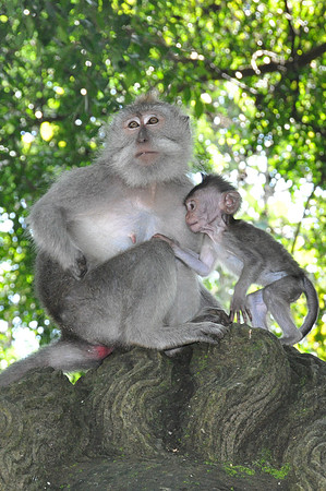 2010 Ubud Monkey Forest