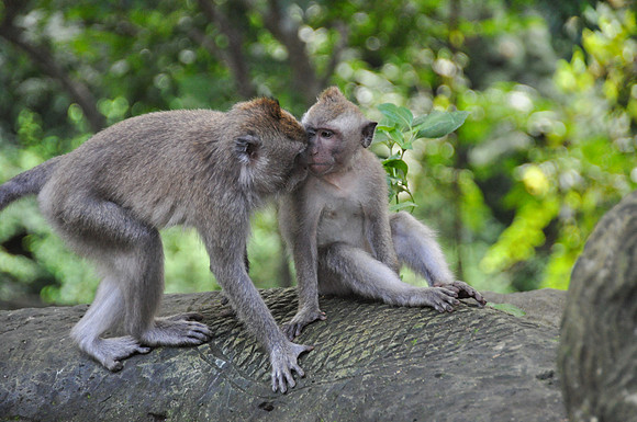 2010 Ubud Monkey Forest