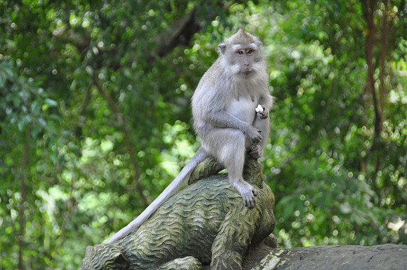 2010 Ubud Monkey Forest