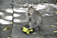 Monkeys