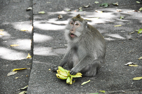 2010 Ubud Monkey Forest