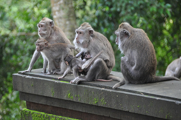2010 Ubud Monkey Forest