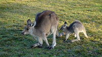 Kangaroos