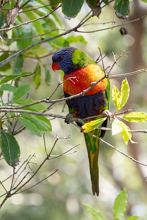 Birds of Green Patch NSW