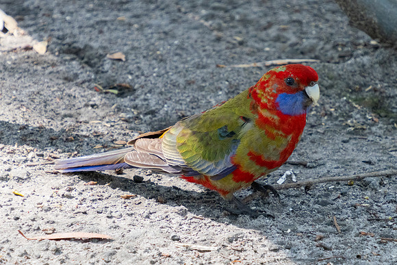 Birds of Green Patch NSW