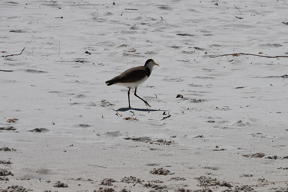 Birds of Green Patch NSW