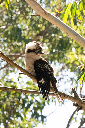 Birds of Green Patch NSW
