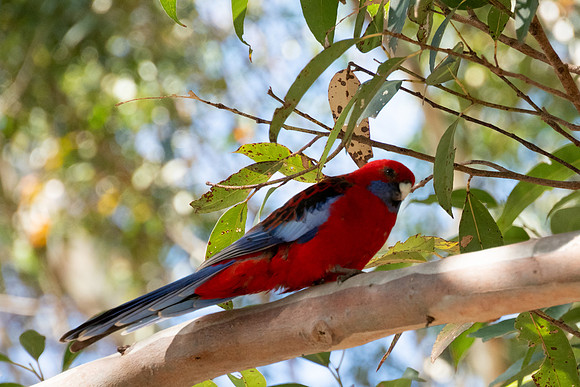 Birds of Green Patch NSW