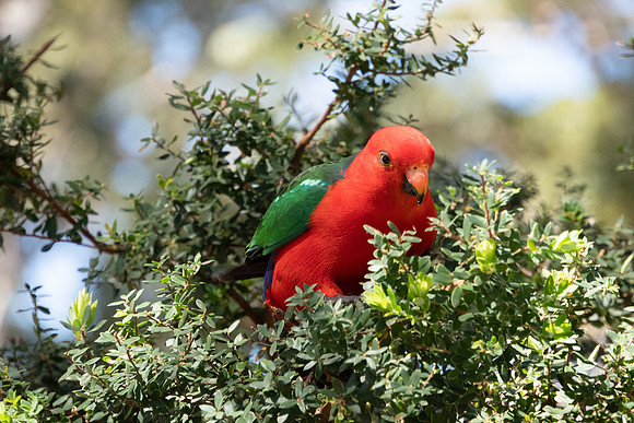 Birds of Green Patch NSW