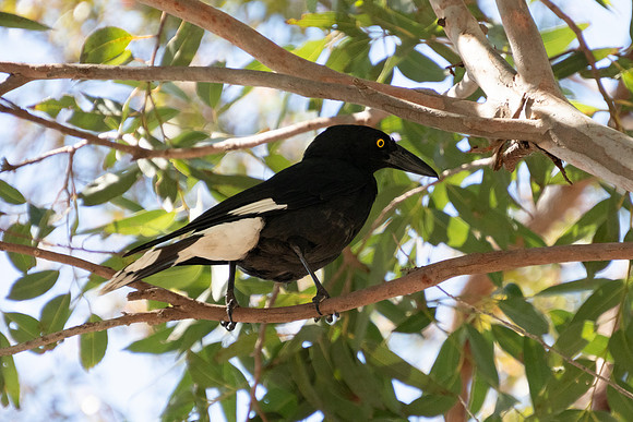 Birds of Green Patch NSW