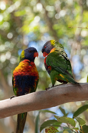 Birds of Green Patch NSW