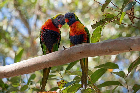 Birds of Green Patch NSW