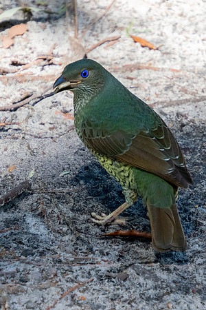 Birds of Green Patch NSW