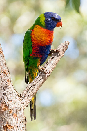Birds of Green Patch NSW