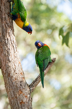 Birds of Green Patch NSW