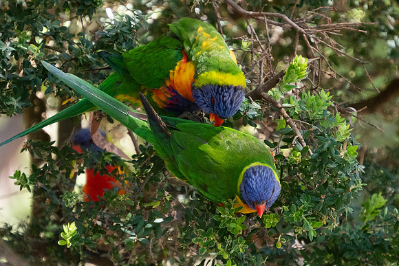 Birds of Green Patch NSW