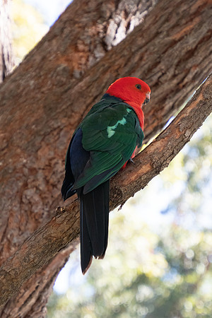 Birds of Green Patch NSW