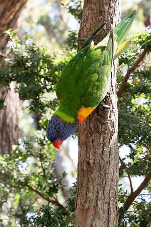 Birds of Green Patch NSW