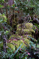 2025-03-15 Twisted Sister, Tasmania