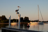 2020-06 Pelicans in Port Macquarie NSW