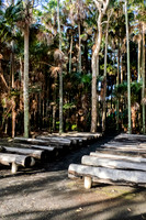 2020-06-29 Green Cathedral and Beaches NSW