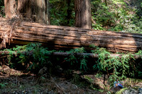 2019-07 Armstrong Woods, California