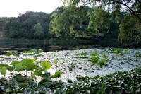2018-07 A Morning Walk in HangZhou