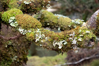 2019-11-26 Cradle Mountain TAS & the Enchanted Walk