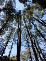 2019-10-17 "The Pines" at Watagan Mountain