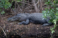 2025-02-22 Maritime Hammock Sanctuary Florida