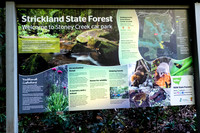 2020-08-02 Strickland State Forest NSW