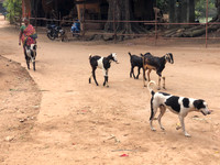 2023-01-18 Our home & neighbourhood in Bharathy Nagar, Auroville