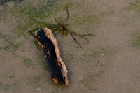2020-03-21 Nature's Art at Norah Head Beach NSW