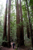 2019-01 Armstrong Woods Redwood Forest, Guernville, CA